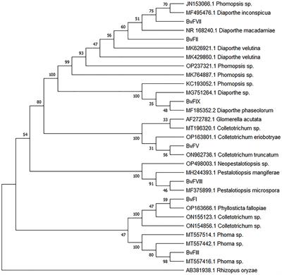 Metabolites of endophytic fungi isolated from leaves of Bauhinia variegata exhibit antioxidant activity and agonist activity on peroxisome proliferator-activated receptors α, β/δ and γ